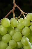 IMG_8758A