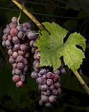 IMG_8807A