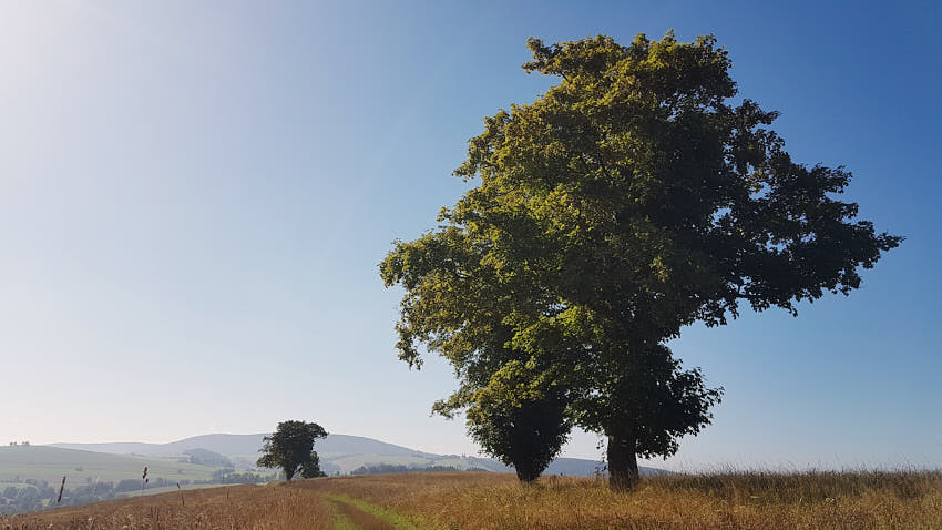 20190811_090102.jpg - Až do neba... v lete
