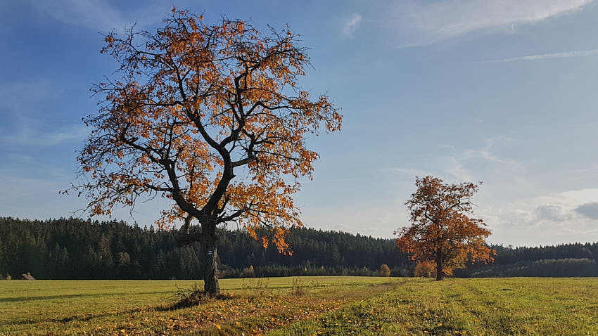 20191020_160748.jpg - Až do neba... na jeseň