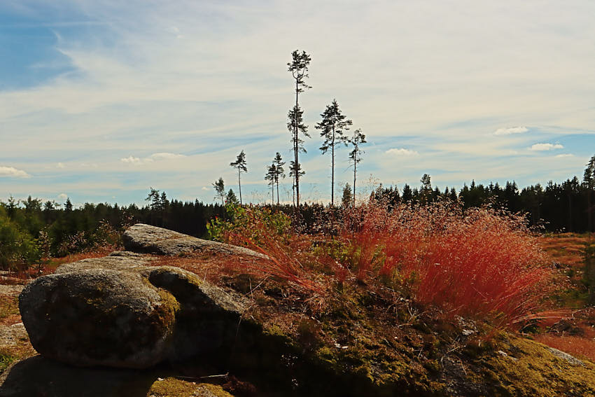 20200714134614_IMG_2566.jpg - CZ CA ii.