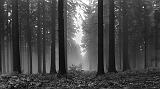 20180717_132919BW