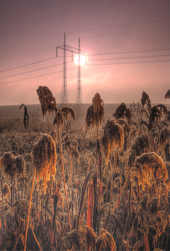 IMG_2275__1_tonemapped.jpg - Čo nájdeš na poli