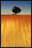 IMG_4171M