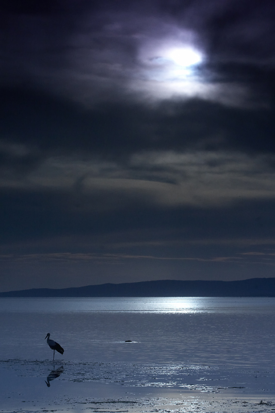 IMG_1830.jpg - Nočný život vtáka