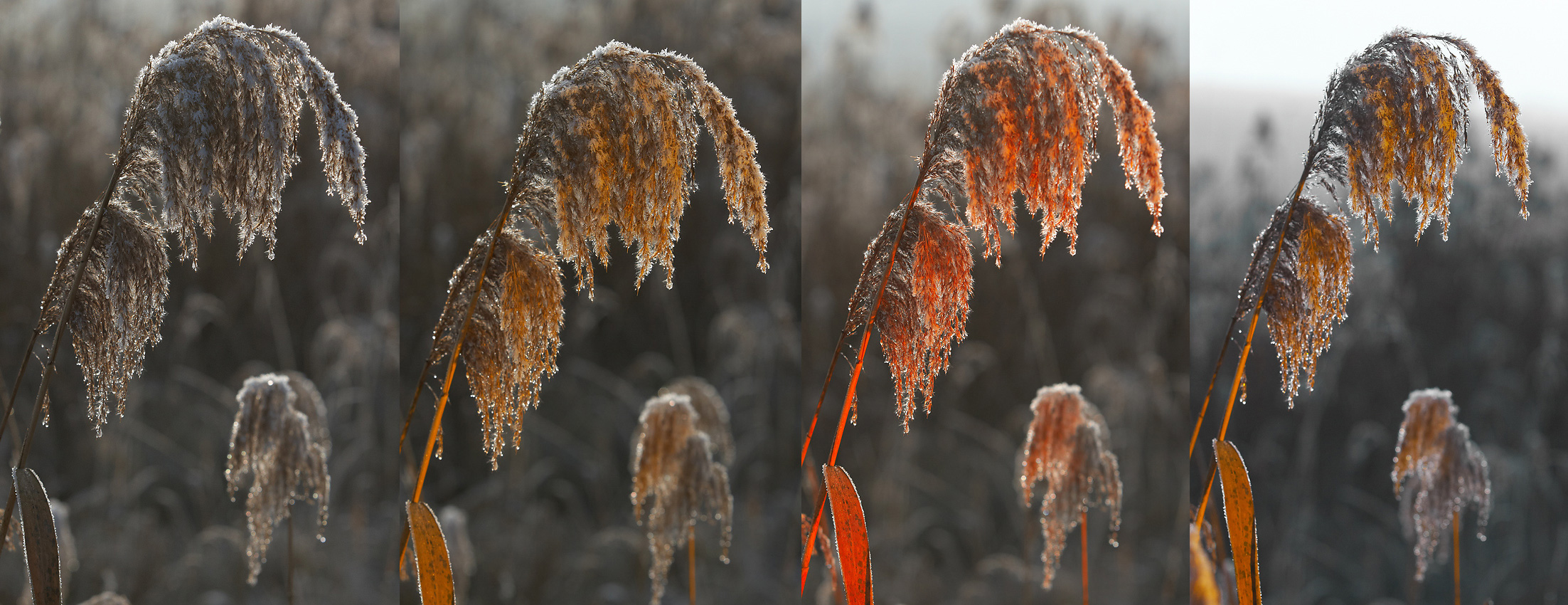 IMG_2321-2324.jpg - Svetlo, svetlo, svetlo...