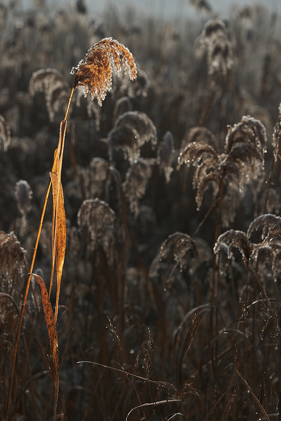 IMG_2330.jpg - Svetlo - základ života (...fotografa)
