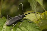 CerambyxCerdo
