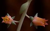 Echeveria