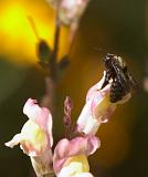 IMG_2113