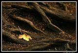 IMG_3668M