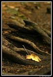 IMG_3672M