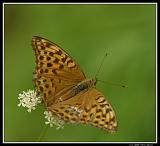 IMG_3688M