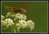 IMG_3694M