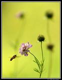 IMG_3699AM