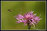 IMG_3732M