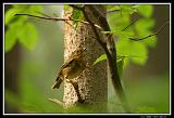 IMG_3739M