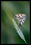 IMG_6152M